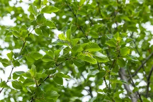 ostrya carpinifolia 14/16 C - afbeelding 2