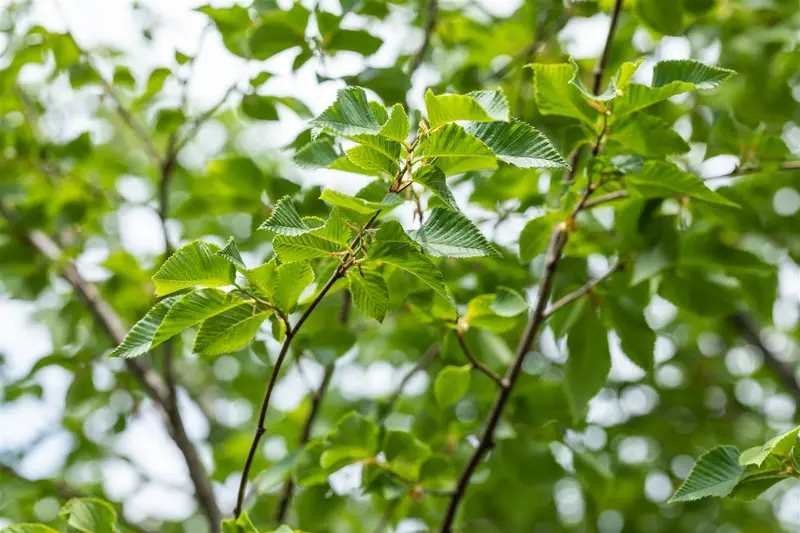 ostrya carpinifolia 14/16 C - afbeelding 3