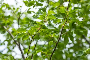 ostrya carpinifolia 14/16 C - afbeelding 3