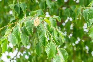 Ostrya carpinifolia 16/18 HO C - afbeelding 4