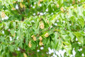 Ostrya carpinifolia 175-200   BW - afbeelding 5