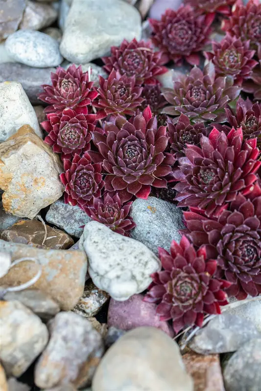 sempervivum hybr. 'othello' P9