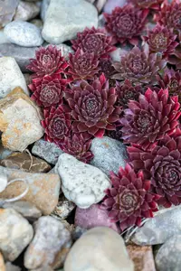 sempervivum hybr. 'othello' P9