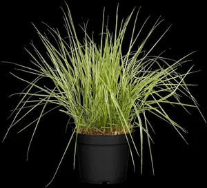 calamagrostis acut. 'overdam' P9 - afbeelding 5