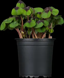 oxalis deppei-p9 20/220 maja - afbeelding 5