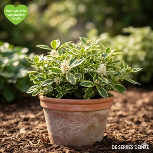 Pachysandra terminalis 'Variegata' P9