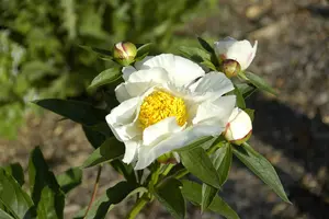 Paeonia lact. 'Krinkled White' (e) C1