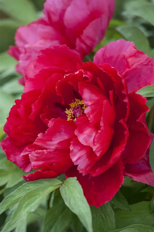 Paeonia lact. 'W.t. Turner' C1 - afbeelding 1