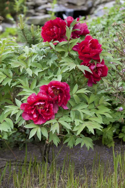 Paeonia lact. 'W.t. Turner' C1 - afbeelding 3