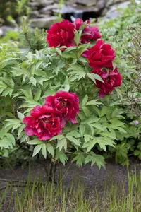 Paeonia lact. 'W.t. Turner' C1 - afbeelding 3