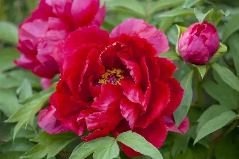 Paeonia lact. 'W.t. Turner' C1 - afbeelding 2
