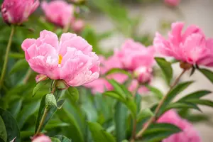 Paeonia lact. 'W.t. Turner' C1 - afbeelding 4