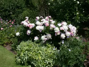 Paeonia lact. 'W.t. Turner' C1 - afbeelding 5