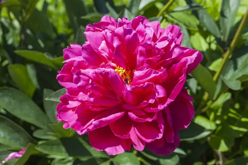Paeonia suff. donkerrood/rouge fonce C1 - afbeelding 4