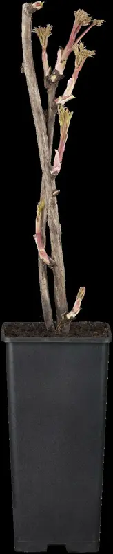 Paeonia suff. geel/jaune C1 - afbeelding 1