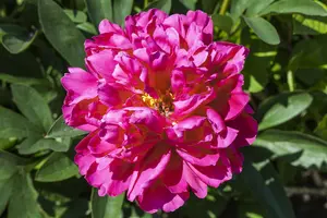 Paeonia suff. in soorten/en variétés C1 - afbeelding 2