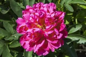 Paeonia suff. roze/rose C1 - afbeelding 3