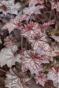 heuchera mic. 'palace purple' P9 - afbeelding 4