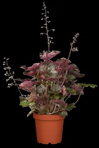 heuchera mic. 'palace purple' P9 - afbeelding 5