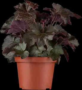 heuchera mic. 'palace purple' P9 - afbeelding 1
