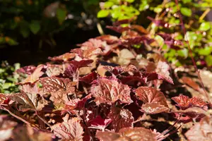heuchera mic. 'palace purple' P9 - afbeelding 2