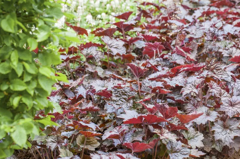 heuchera mic. 'palace purple' P9 - afbeelding 3