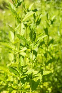 stachys palustris P9 - afbeelding 2