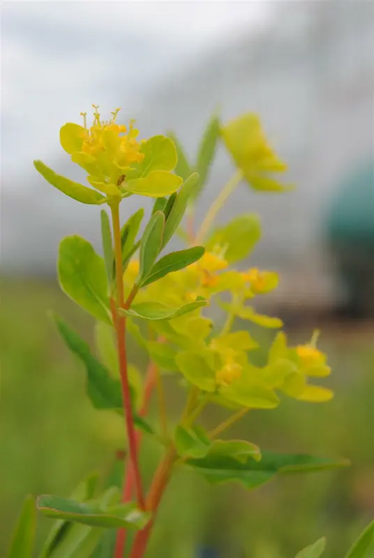 euphorbia palustris P9