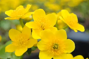 caltha palustris P9 - afbeelding 5