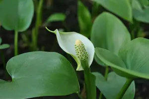 calla palustris P9 - afbeelding 4