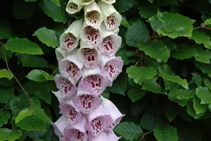 digitalis hybr. 'pam's choice' P9