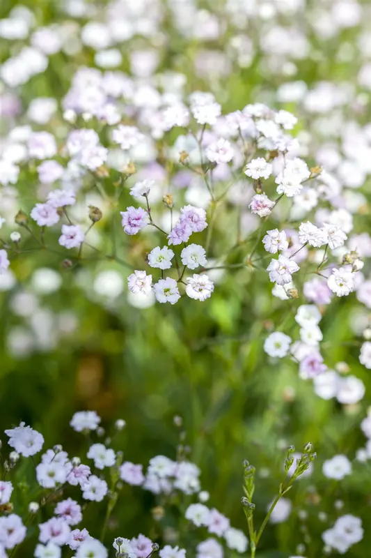 paniculata - afbeelding 1