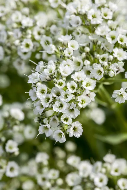 paniculata - afbeelding 3