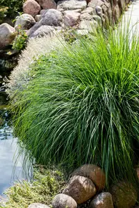 carex paniculata P9 - afbeelding 2