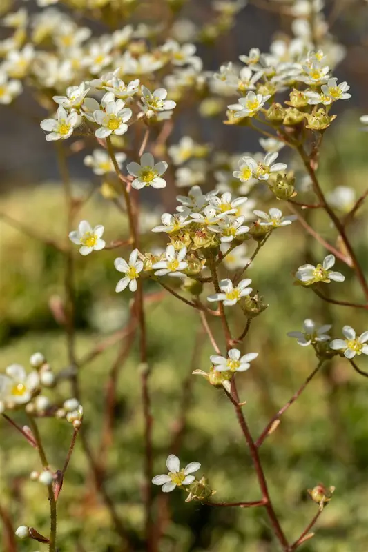 saxifraga paniculata ( aizoon) P9 - afbeelding 3