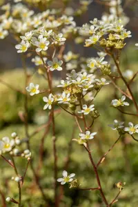saxifraga paniculata ( aizoon) P9 - afbeelding 3