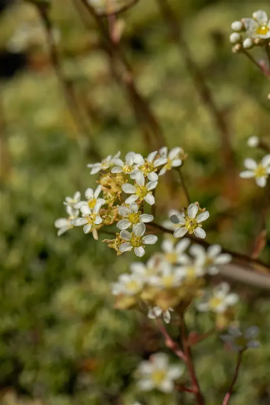 saxifraga paniculata ( aizoon) P9 - afbeelding 4