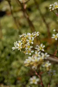 saxifraga paniculata ( aizoon) P9 - afbeelding 4