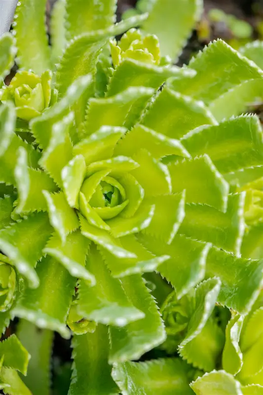 saxifraga paniculata ( aizoon) P9 - afbeelding 5