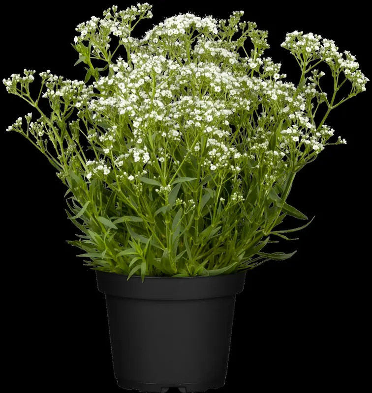 paniculata - afbeelding 2