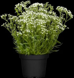 paniculata - afbeelding 2