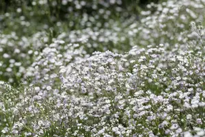 paniculata - afbeelding 4