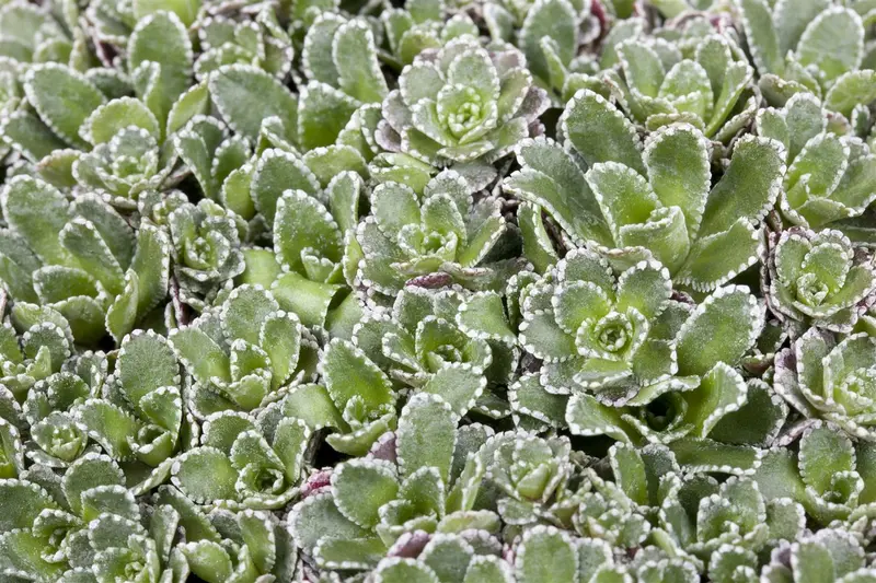 saxifraga paniculata ( aizoon) P9 - afbeelding 2
