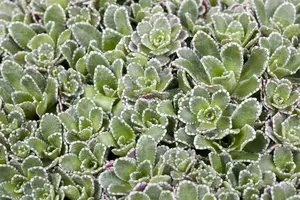 saxifraga paniculata ( aizoon) P9 - afbeelding 2