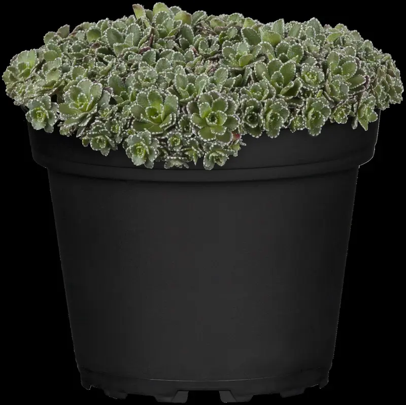 saxifraga paniculata ( aizoon) P9 - afbeelding 1