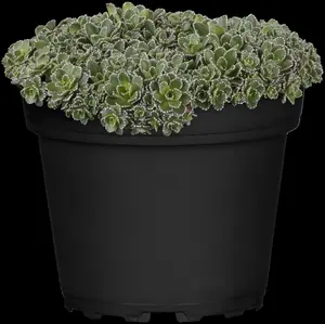 saxifraga paniculata ( aizoon) P9 - afbeelding 5