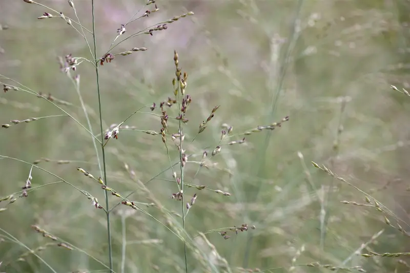 Prairie Sky - afbeelding 1