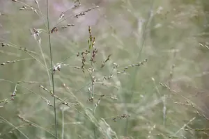 Prairie Sky - afbeelding 5
