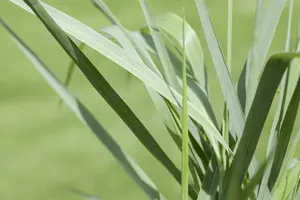 Prairie Sky - afbeelding 2