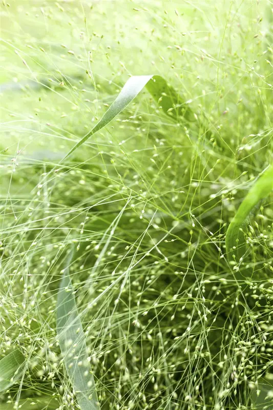 Panicum virg. 'Sangria' P9 - afbeelding 2